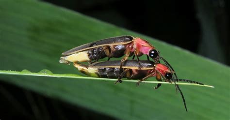 Species Spotlight The Magic Of Fireflies Three Rivers Park District