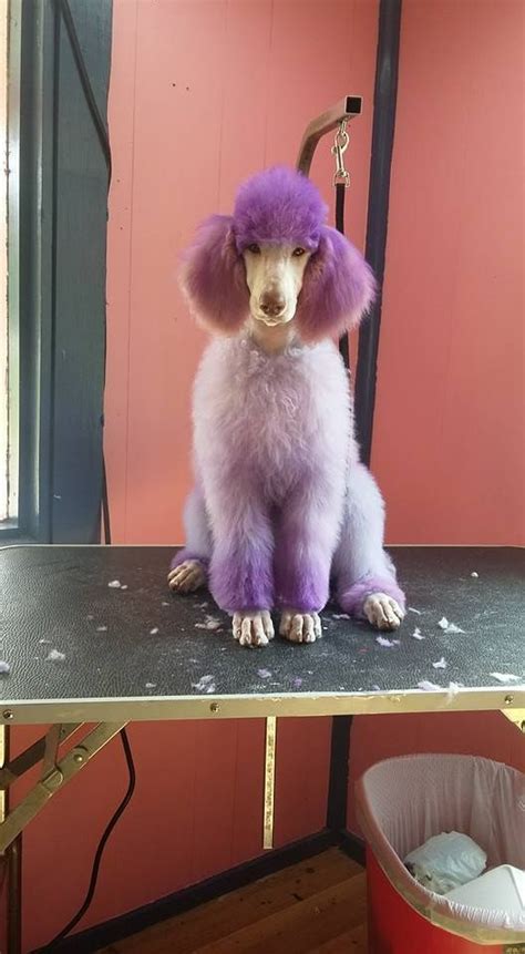 Purple Poodle Poodle Grooming Poodle Dog Dog Grooming Business