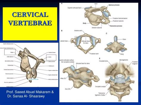 Ppt Cervical Vertebrae Powerpoint Presentation Id2015943