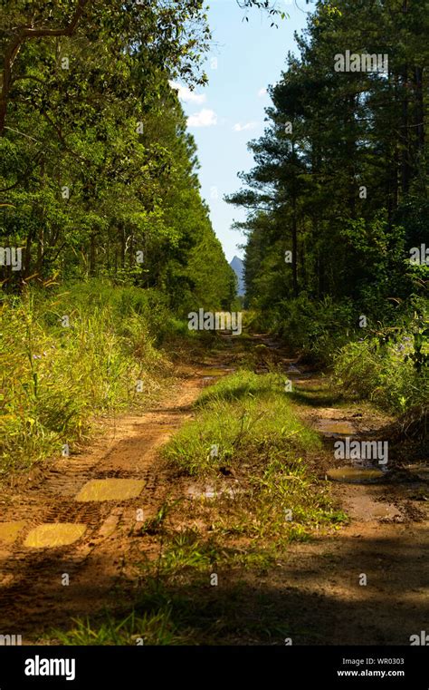 Dirt Road Through Woods Hi Res Stock Photography And Images Alamy