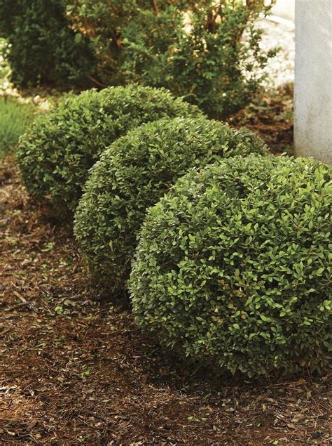 Pruning Advice To Tame Your Boxwood And Bring Out The Best In Your