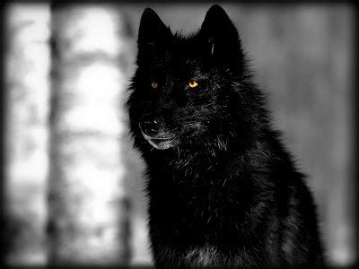 Best hd black wolf wallpaper app for your phone or tablet for free. Black Wolf Fresh Hd Desktop Wallpapers 2013 | Beautiful ...