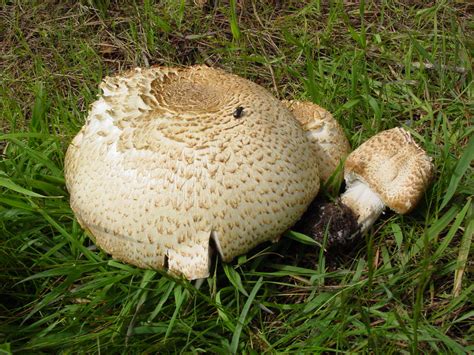 Where To Find Wild Mushrooms All Mushroom Info