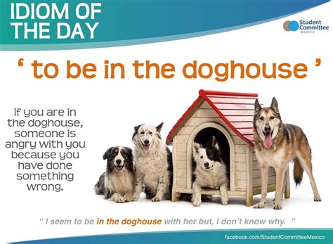 To Be In The Doghouse Idiom Of The Day Idioms English Idioms