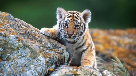 Cute Wild Animals Wallpapers Top Free Cute Wild Animals Backgrounds