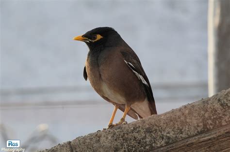 Common Myna Confident And Invasive Species Bird Photography