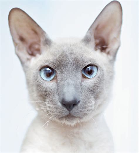 Learn About The Shorthaired Oriental Cat Breed From A Trusted Veterinarian