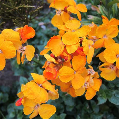 New shoots - biopic of a rebellious English garden...: Spring into