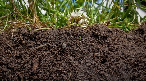 The Surprising Healing Qualities Of Dirt Our World