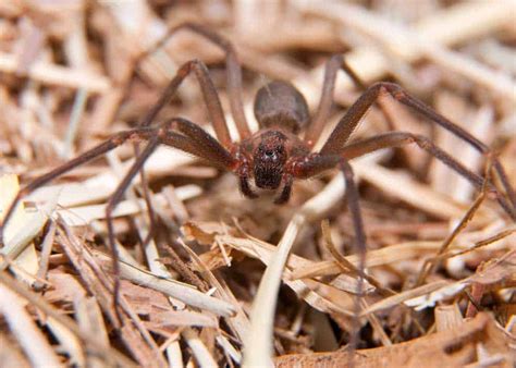 Brown Recluse Spider Look Alike