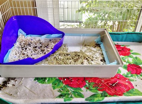 Place hot dogs at wide ends of triangles and roll up. Happily Ever After: How to Clean a Midwest Guinea Pig Cage ...