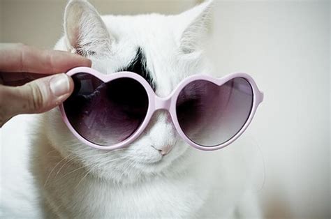 Just 32 Cats Wearing Sunglasses Photos To Further Boost Pointless Internet Content