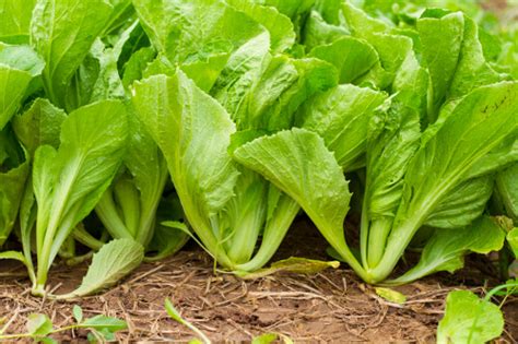 10 Vegetables That Grow Fast Plant Instructions