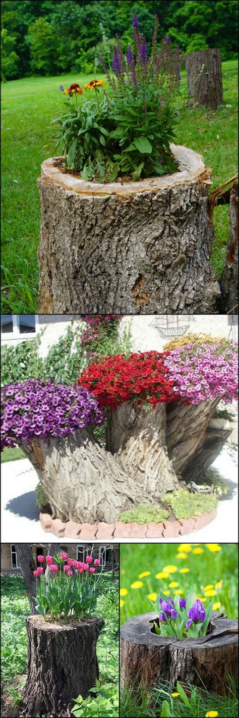 Plants To Hide Tree Stumps Trees Are Resilient And Persistent Organisms