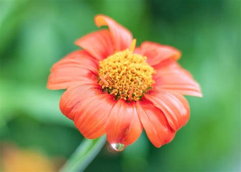 Beautiful Orange Flower Blooming With Rain Drop On Nature Background