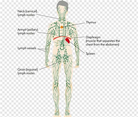 Lymphatic System Human Body Thymus Physiology Axillary Anatomy Png