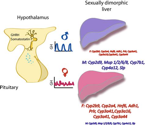 Sexual Dimorphism Of The Ghrhgh Liver Axis A Multistep Signaling Download Scientific Diagram