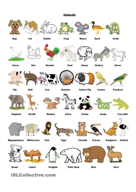 Animal Vocabulary Animales En Ingles Ingles Basico Para Niños