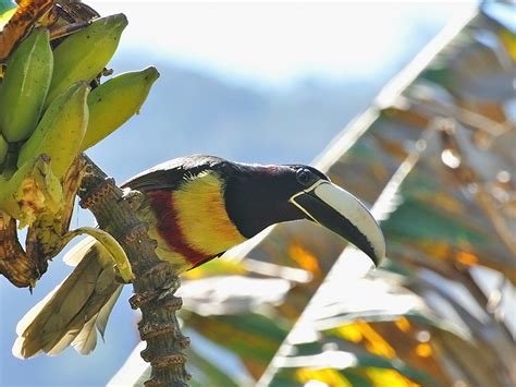 Brazilian Wild Birds Brazil Wallpapers Hd Desktop And Mobile