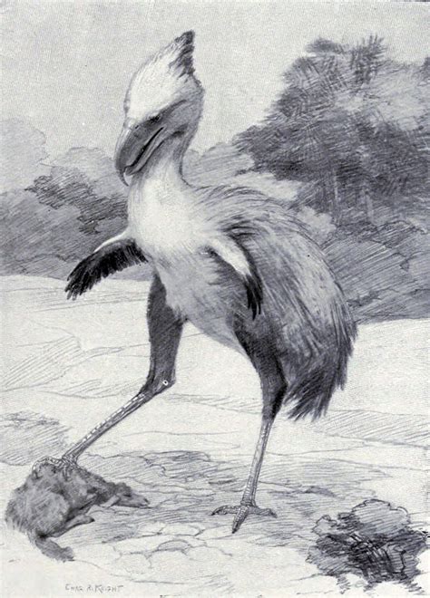Life In The Cenozoic Era Phorusrhacidae The Terror Birds