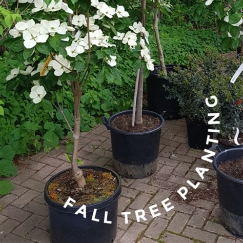How To Overwinter Potted Trees In A Cold Climate Empress Of Dirt