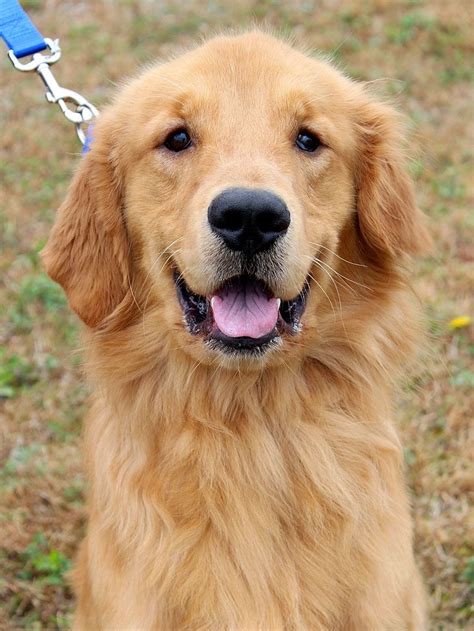 Westaff is immediately 1st shift production packers in st. Golden Retriever Puppies Massachusetts For Adoption - Animal Friends