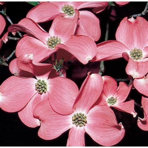 1366 Gallon Pink Stellar Pink Dogwood Flowering Tree In Pot L7330 In