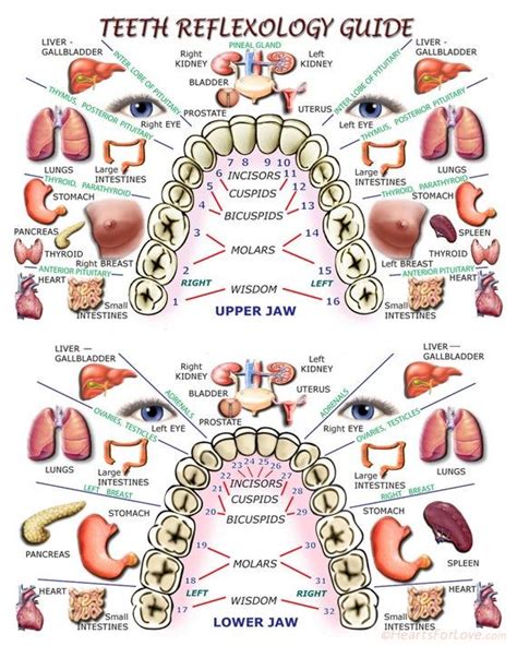 Teeth Reflexology Guide Print 8x10 Reflexology Acupressure Acupressure Chart