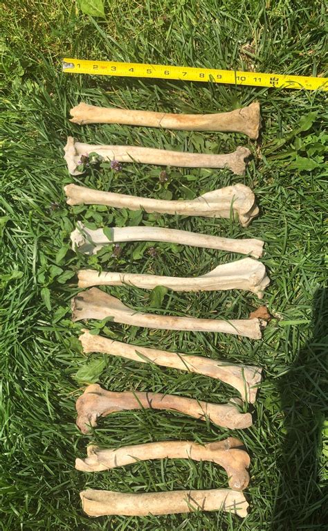 Giant Lot Of 20 Deer Leg Bones Real Animal Bones Etsy