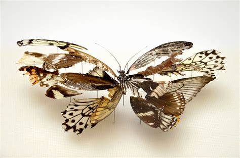 Broken Butterflies By Artist Anne Ten Donkelaar Booooooom Create