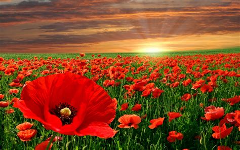 Nature Flowers Landscapes Fields Poppy Poppies Color Contrast