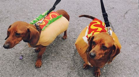 fotos de perritos salchicha vestidos de hot dog Nación Rex