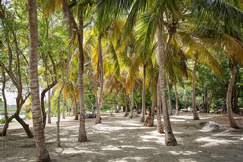 Tropical Palm Trees On A White Sandy Caribbean Beach Del Colaborador De Stocksy Anya Brewley