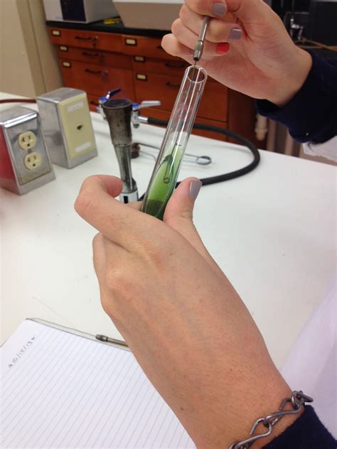 Rose And Lindseys Medical Microbiology Blog Citrate Utilization Test