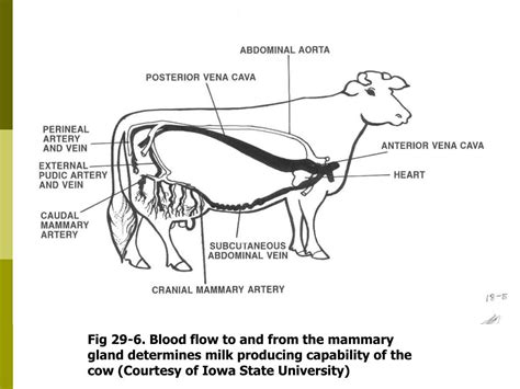 Cow Udder Anatomy Ppt All About Cow Photos