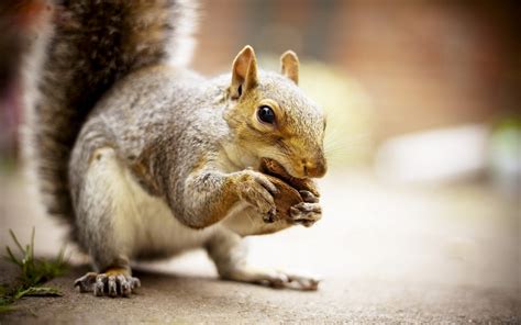 Wallpaper Animals Nature Squirrel Wildlife Whiskers Rodent