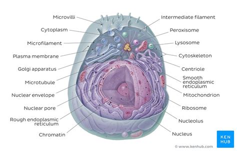 All of the same options as participant can. Learn the parts of a cell with diagrams and cell quizzes ...