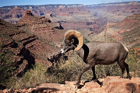 Grand Canyon Wildlife Ii By Eoscatchlight Via Flickr Road Trip