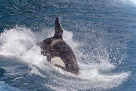 Killer Whale Swimming Fast Stock Image Image Of Antarctic 55470037