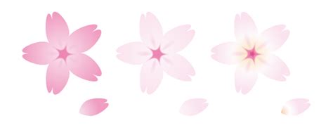 Free Vectors Cherry Blossom Petals