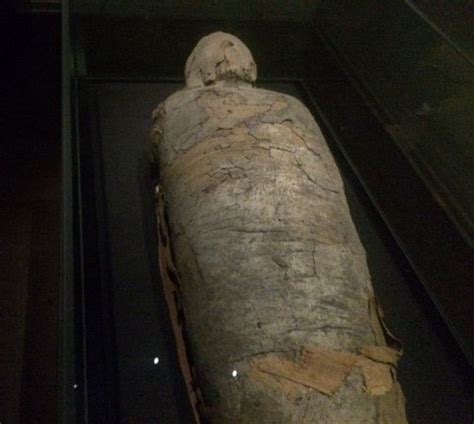 the story of how a 2 600 year old egyptian mummy ended up in a dark corner hull s old town