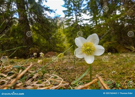 Single Snow Rose In The Spring And Forest Stock Image Image Of Beauty