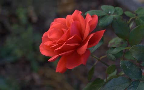 Pretty Roses Roses Photo 16092946 Fanpop