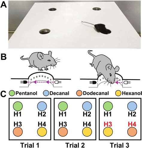 A Computer Assisted 4 Hole Board Setup For Olfactory Spatial Memory