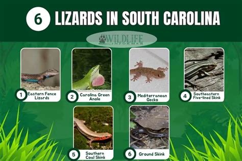 6 Types Of Lizards In South Carolina Pictures Wildlife Informer