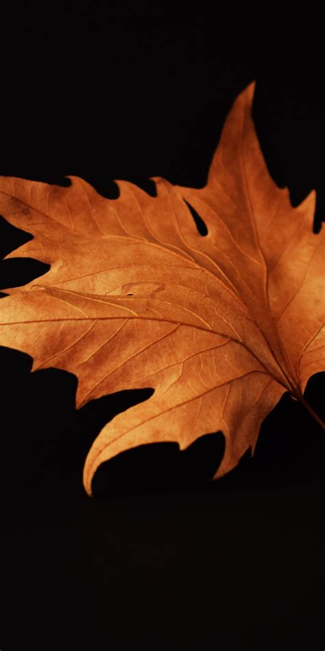 1080x2160 Autumn Leaf Black Background One Plus 5thonor 7xhonor View