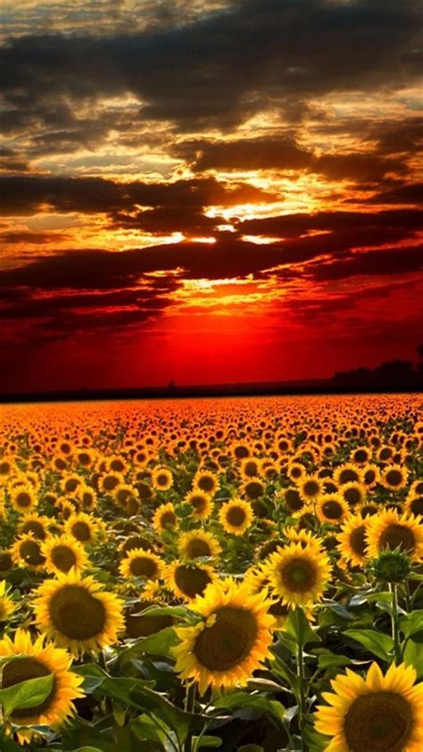 Nature Sunflower Field Landscape Iphone 8 Wallpapers Free Download