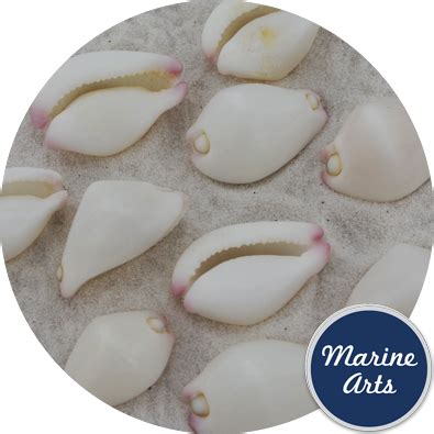 Cowrie Shell - Little Egg - 3cm, Marine Arts - Wholesale Shells png image
