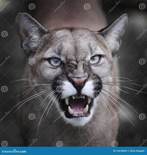Snarling Puma Stock Image Image Of Puma Danger Teeth 16410455