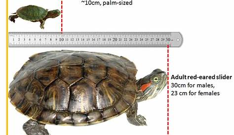 red eared slider age chart